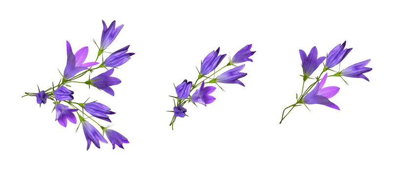 Set of arrangements with purple campanula flowers and buds isolated on white or transparent background