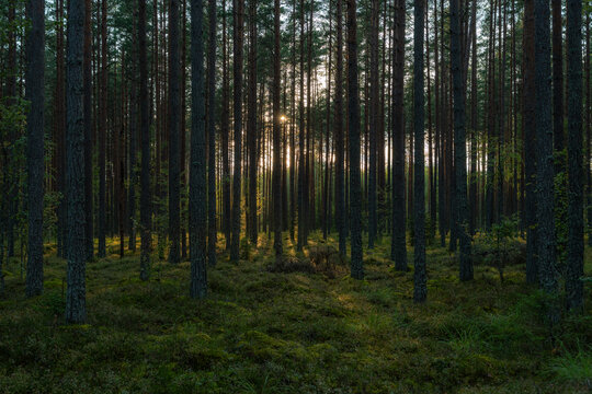 Low evening sun shining through tall pine trees in a dense forest with warm light illuminating the woodland floor