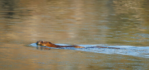 Beaver swimming in a pond in Rome Georgia. © Wildspaces