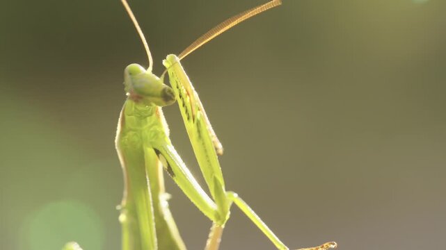 Praying Mantis Gently Stroking Its Head