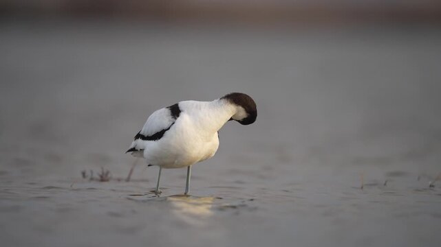 Avocette &eacute;l&eacute;gante
