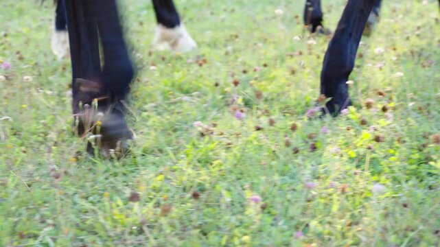 Black horse legs and hooves walk smoothly across a green grassy field filled with blooming clover during summer.