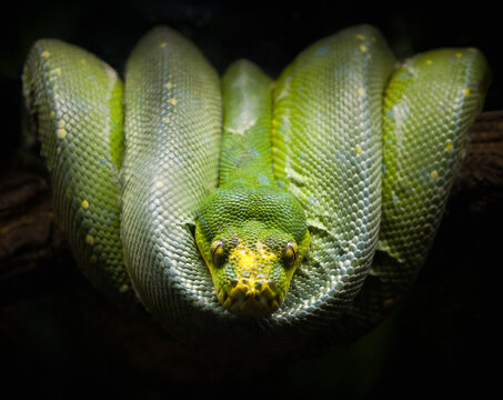 GREEN PYTHON MORELIA VIRIDIS COILED ON A TREE BRANCH. SNAKE SPECIES OF THE PYTHONIDAE FAMILY AND BELONGING TO THE REPTILE CLASS