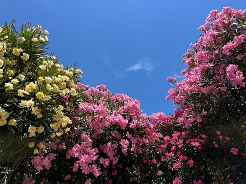 Pink and yellow oleander nerium flowering shrubs