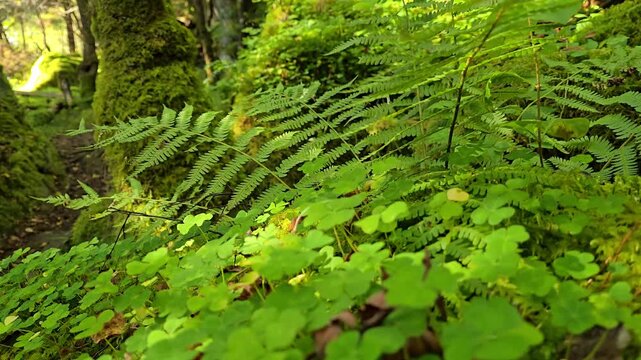 Green fern leaves moving gently in the foreground, with a narrow passage between moss covered tree trunks and a bright sunlit area deeper in the Norwegian forest. Norway, Alver. September
