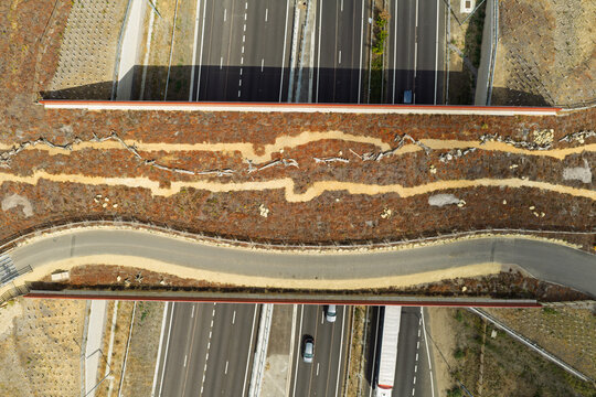 Wildlife Bridge Built Over Highway to Reconnect Habitats