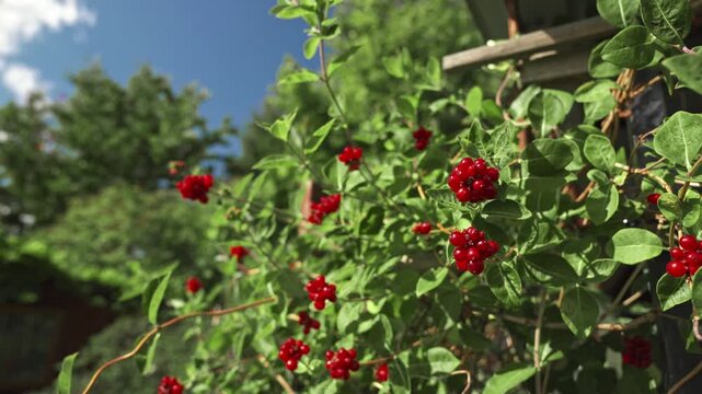 Close-up of vibrant red berries growing on a honeysuckle (Lonicera) vine in a sunny garden. Ornamental wild plant with toxic berries.