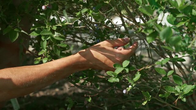 Man's hand picking fresh American blueberries straight from the bush.  4K footage