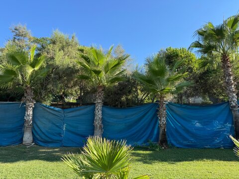 Row of young and mature fan palms (Washingtonia robusta) growing on a green lawn in front of a blue privacy fence and trees under a clear blue sky. Ideal for tropical, landscape, and garden concepts.