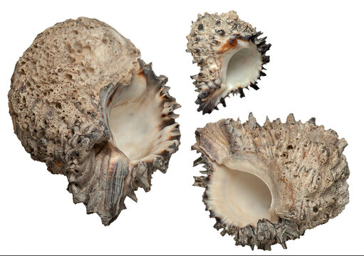 3 sea shells