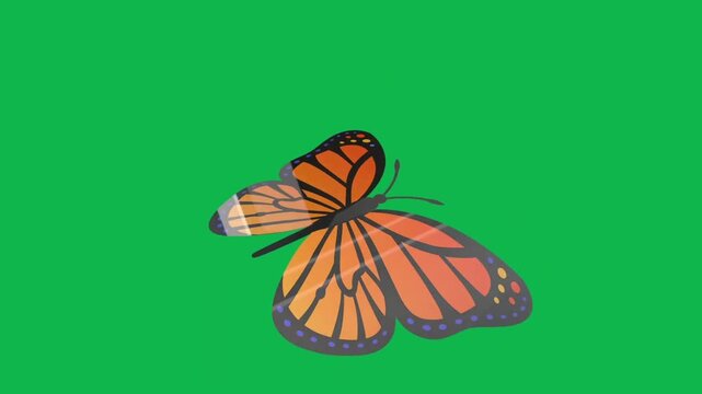 Orange monarch butterfly flapping wings and flying isolated on green screen background for chroma keying