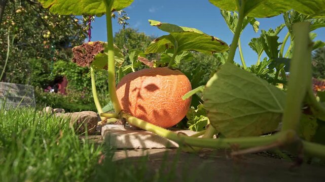 Giant yellow melon pumpkin (Cucurbita maxima) growing in a garden under the large leaves. 4K footage

