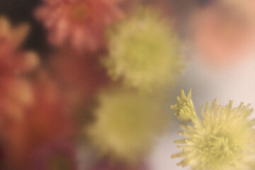 Obraz premium Smoke selected soft focus autumn chrysanthemum aster Flower through translucent matte frosted glass. Abstract natural blurred grain light fog background.