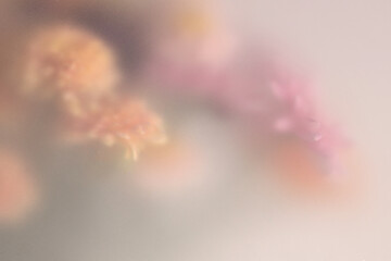 Obraz premium Smoke selected soft focus autumn chrysanthemum aster Flower through translucent matte frosted glass. Abstract natural blurred grain light fog background.