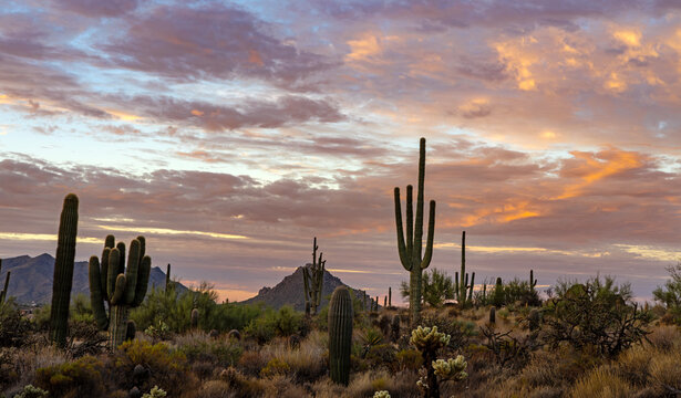 Early Morning Sonoran Desert Sunrise Scenery In Scottsdale Arizona With McDowell Mountains