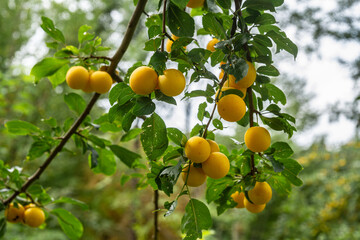 Mirabelle plums growing on a fruit tree   Śliwki dirabelki rosnące na drzewie © Adrian White