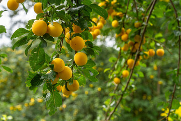 Mirabelle plums growing on a fruit tree   Śliwki mirabelki rosnące na drzewie  © Adrian White