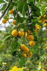 Mirabelle plums growing on a fruit tree   Śliwki mirabelki rosnące na drzewie  © Adrian White