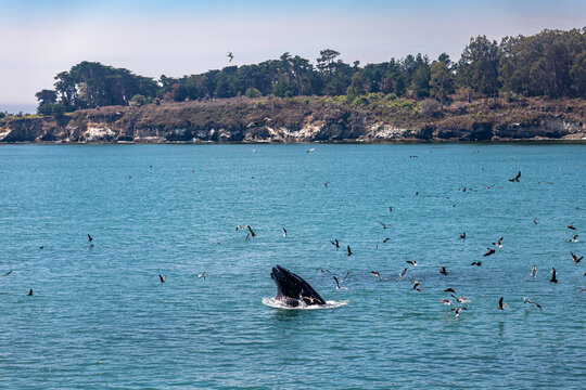 Humpback whale lunge feeding off shore at William Randolph Hearst Memorial Beach in San Simeon, California, USA, August 2026.