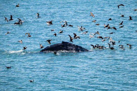 Humpback whale surfacing surrounded by seabirds at William Randolph Hearst Memorial Beach in San Simeon, California, USA, August 2026