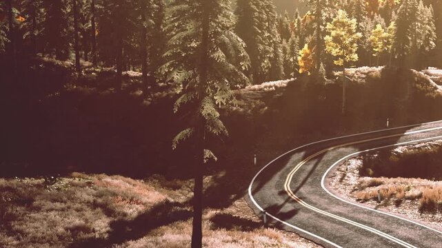 Golden rays filter through tall trees along a gently winding road. The tranquil scene captures the beauty of nature, inviting exploration on a peaceful day.
