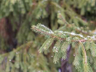Green fir branches in winter covered with snow © Dmitrii Potashkin