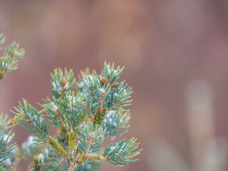 Green fir branches in winter covered with snow © Dmitrii Potashkin