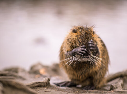 Coypu (Myocastor coypus) covering its face with front paws while grooming. Close-up wildlife portrait showing funny rodent behavior, whiskers and detailed fur.