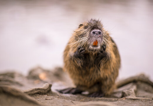 Coypu (Myocastor coypus) grooming with its front paws, showing distinctive orange incisors in a close-up wildlife portrait with soft natural background.