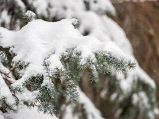 Green fir branches in winter covered with snow © Dmitrii Potashkin