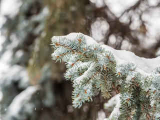 Green fir branches in winter covered with snow © Dmitrii Potashkin