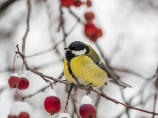 Cute bird Great tit, songbird sitting on a branch without leaves in the autumn or winter. © Dmitrii Potashkin