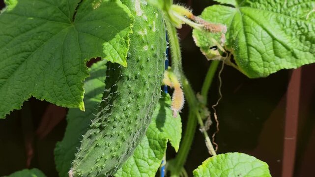Growing cucumbers in a garden during summer
