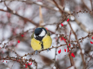 Cute bird Great tit, songbird sitting on a branch without leaves in the autumn or winter. © Dmitrii Potashkin