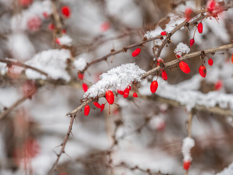Branches of a barberry Bush with ripe red barberry berries