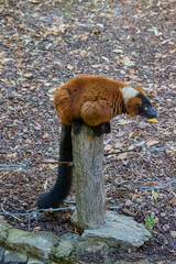 Fototapeta premium Red ruffed lemur perched on wooden post in zoo habitat.