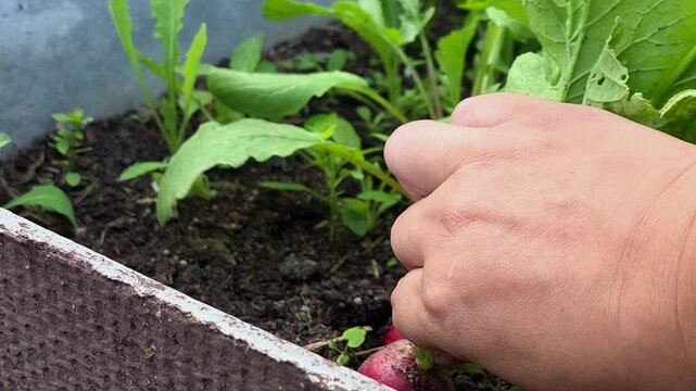 Gardening in a backyard at home.radish 