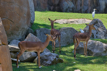 Herd of impalas with cattle egrets in natural habitat.