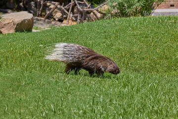 African crested porcupine crossing grassy field in daylight.