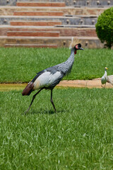 Fototapeta premium Grey crowned crane walking across green grass in sunlight.