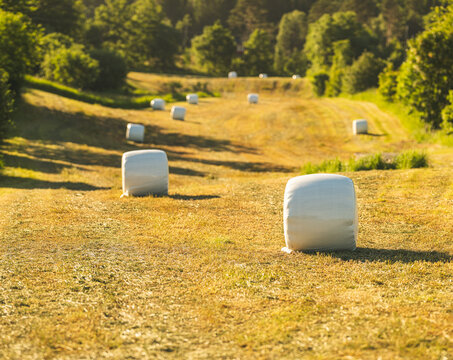 Wrapped hay bales arranged across golden cut meadow.