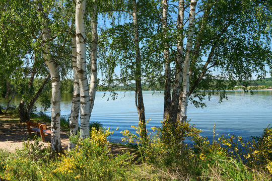 Idyllische Birkenb&auml;ume am kleinen Brombachsee