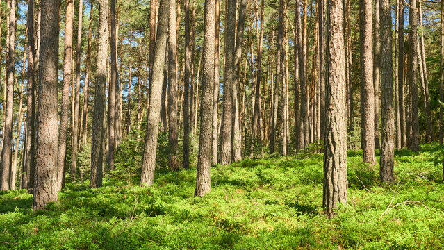 Kiefernwald von der Sonne durchflutet, Pleinfeld, Bayern, Deutschland