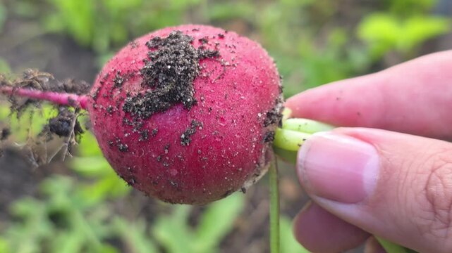 Harvesting fresh radishes from the garden in summer