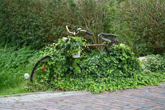 Fahrrad mit Efeu
