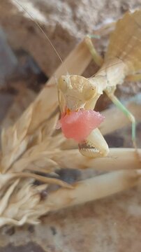 Macro shot of praying mantis eating minced raw meat.
