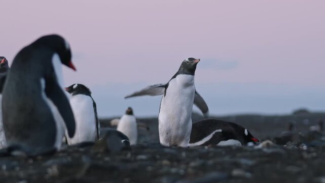 Gentoo penguin flapping its wings in Antarctic colony