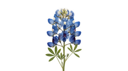 Obraz premium A single pressed blue lupine flower with green leaves isolated on a white background with palmate leaves laid against solid white arrangement wildflower minimalist botanical herbarium perennial