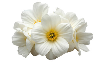 Fototapeta premium White flower bouquet with bright golden centers