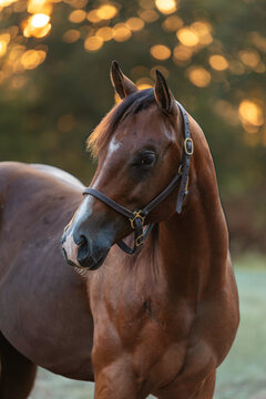 Bay Horse Young Quarter horse